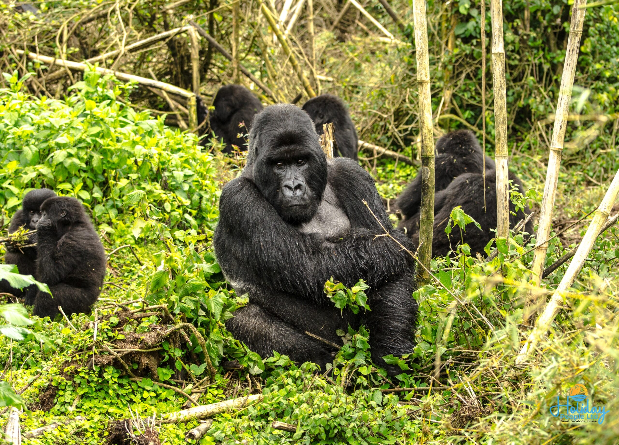Mountain Gorilla Family