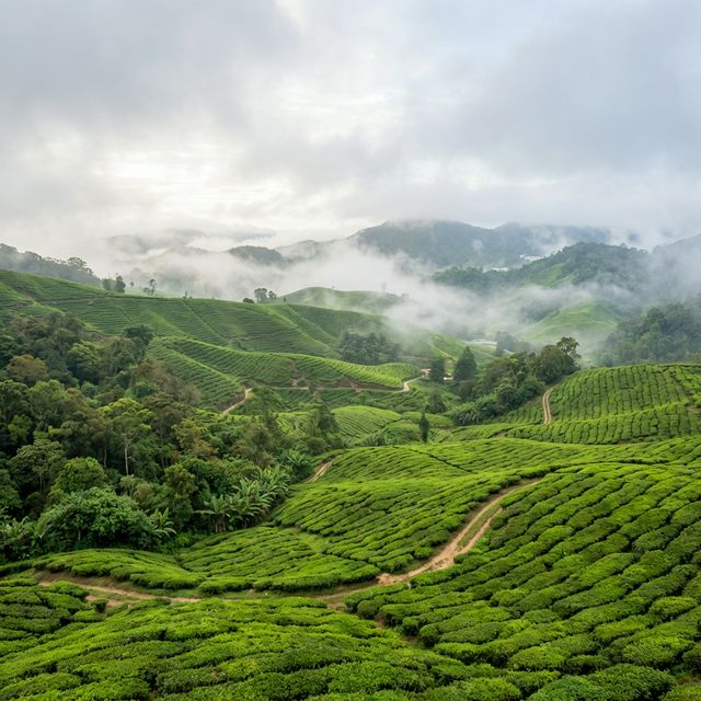 Cameron Highlands